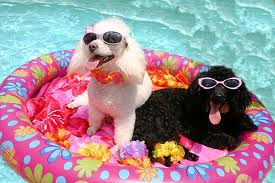 Summer Items for Dogs